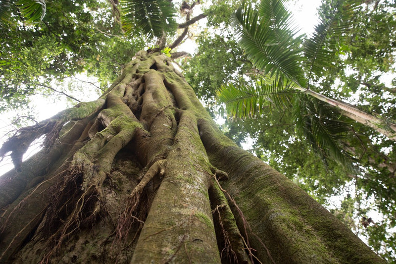 Half Day Out Byron Bay Tour - We Wander