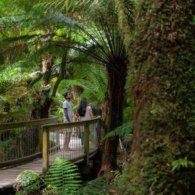 Wildlife Tours Australia: 1 Day Great Ocean Road + Rainforest Walk Tour - We Wander
