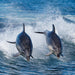 Bruny Island Cruises 3 Hour Cruise With Kettering Bus Pickup