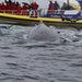 Bruny Island Cruises 3 Hour Cruise With Kettering Bus Pickup