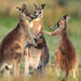 Best Of Wildlife And Birds Tour - Canberra - We Wander