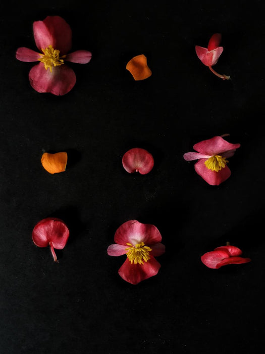 Brisbane Private Photography Workshop - We Wander