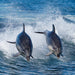Bruny Island Cruises 3 Hour Cruise With Kettering Bus Pickup - We Wander