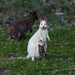 Bruny Island Traveller - We Wander