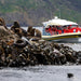 Bruny Island Cruises 3 Hour Cruise With Kettering Bus Pickup