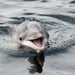 Duffy Boat - Limo On The Water - Luxury Private Skippered Cruise - We Wander