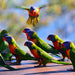 Gold Coast Eco Safari - We Wander