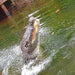 Hartleys Crocodile Adventures (Ex Port Douglas) - We Wander