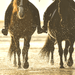 Horse Riding Lesson Plus Introductory - We Wander