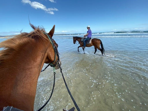 Horse Riding Lesson Plus Introductory - We Wander
