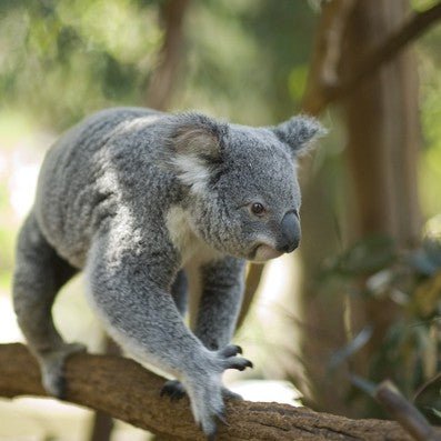 Koala & River Cruise - Return Cruise - Entry Included - We Wander