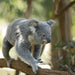 Koala & River Cruise - Return Cruise - Entry Included - We Wander