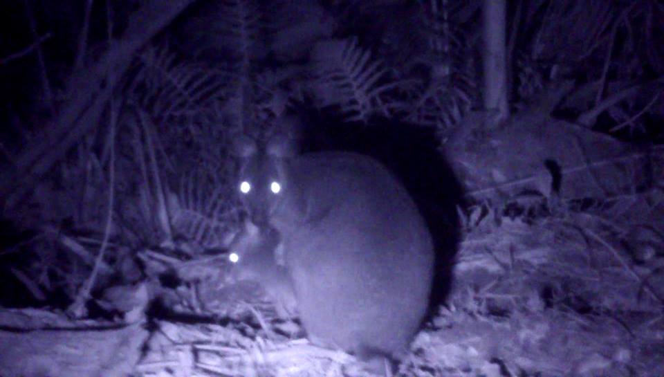 Night Vision Walk - We Wander