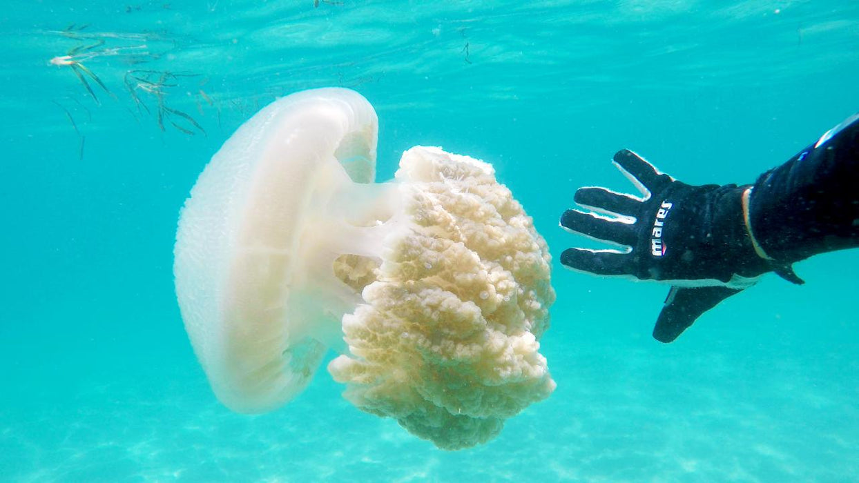 Padi Advanced Open Water Course - We Wander