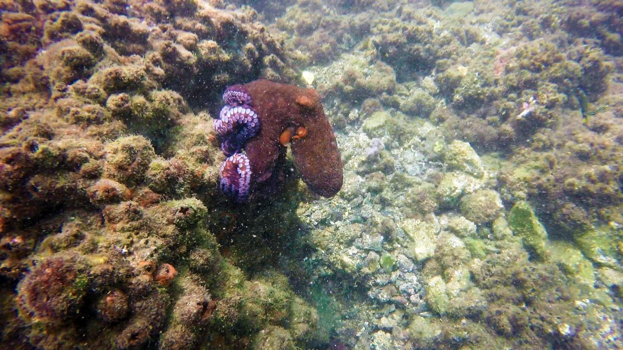Padi Advanced Open Water Course - We Wander