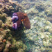 Padi Advanced Open Water Course - We Wander