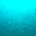 Padi Advanced Open Water Course - We Wander