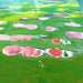 Pink Lakes Fly And Lunch - We Wander