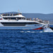 Premium Whale Watching Adventure - Ex Brisbane Cbd - We Wander