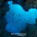 Rottnest Island (Wadjemup) Deep Dives - We Wander