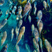 Snorkelling Kit Hire - We Wander