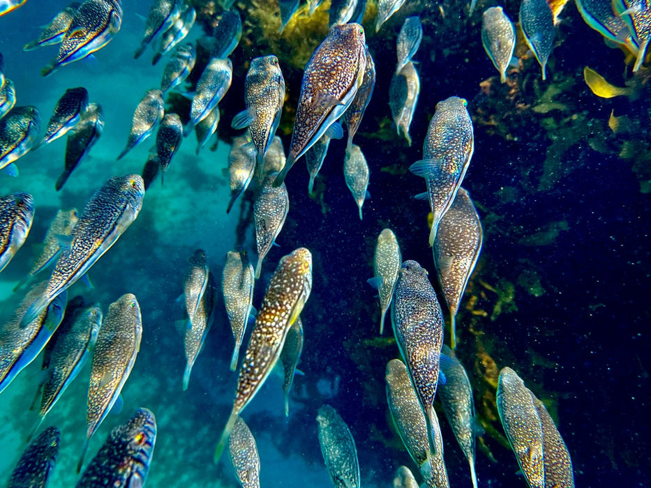 Snorkelling Kit Hire - We Wander