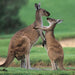 Swan Valley, Wildlife Park, Winery & Fruit Orchard - We Wander