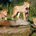 Werribee Open Range Zoo General Entry - We Wander