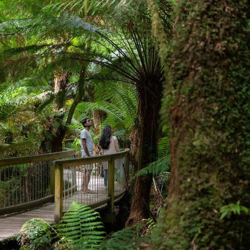 Wildlife Tours Australia: 1 Day Great Ocean Road + Rainforest Walk Tour - We Wander