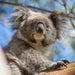 Wildlife Tours Australia: 1 Day Hunter Valley Winery Tour - Sydney - We Wander