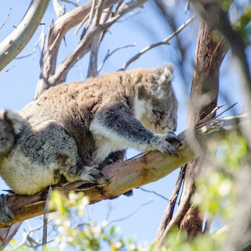 Wildlife Tours Australia: 1 Day Hunter Valley Winery Tour - Sydney - We Wander
