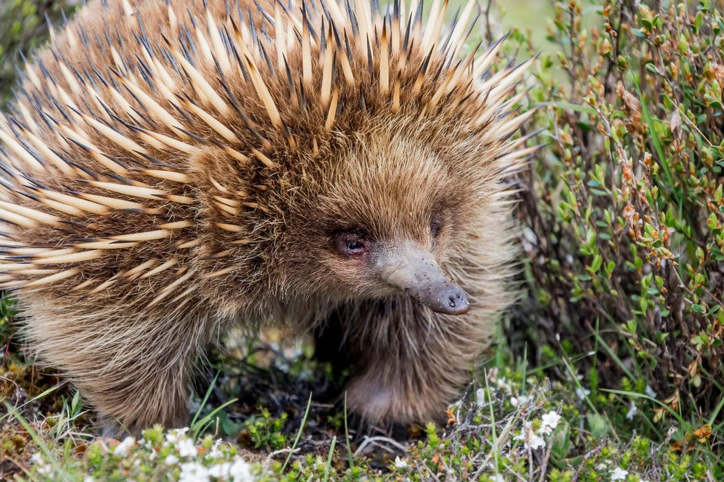 Wildlife Tours Australia: 3 Day Melbourne To Adelaide Tour - We Wander