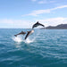 Wineglass Bay Cruises - Vista Lounge With Ploughmans Lunch - We Wander